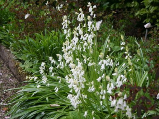 Hyacinthoides hispanica 'Alba' Boshyacint bestellen